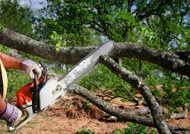 Best Tree Risk Assessment  in Pine Ridge, PA